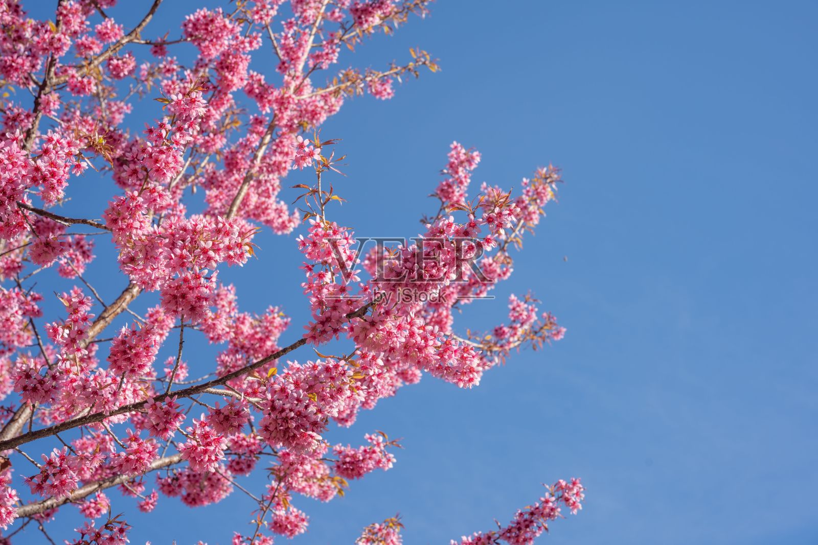 一棵开着粉红色花朵的观赏树的枝干映衬着蓝天照片摄影图片