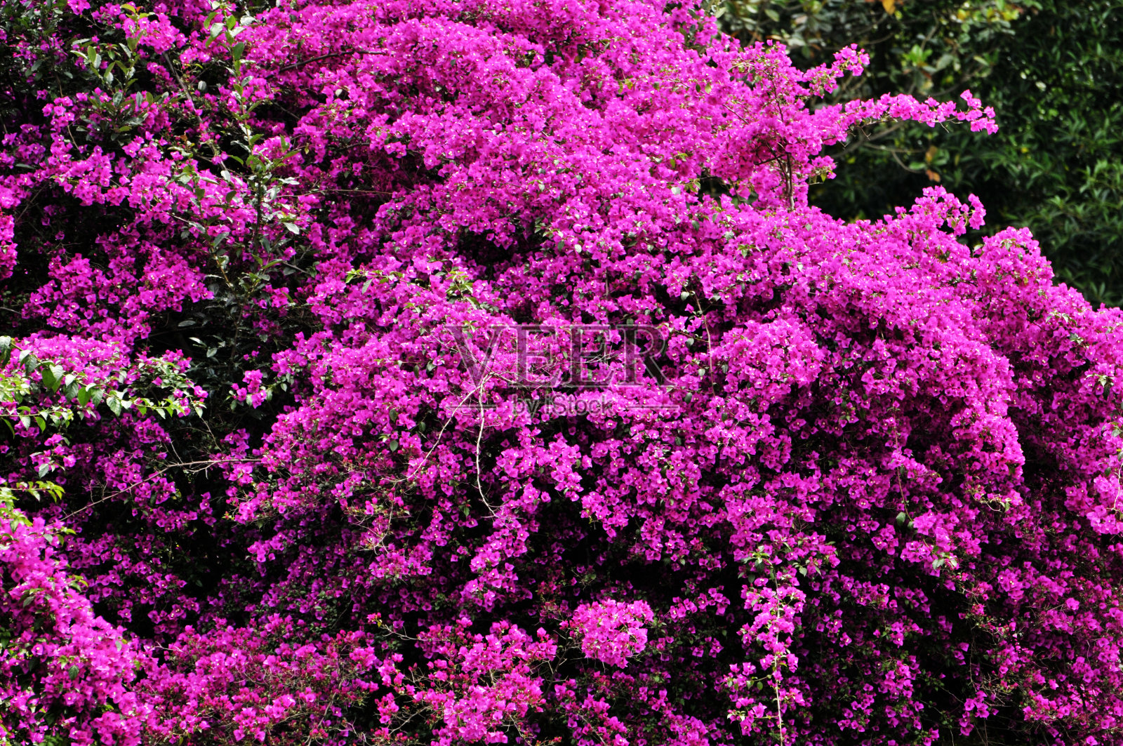 美丽的九重葛花照片摄影图片
