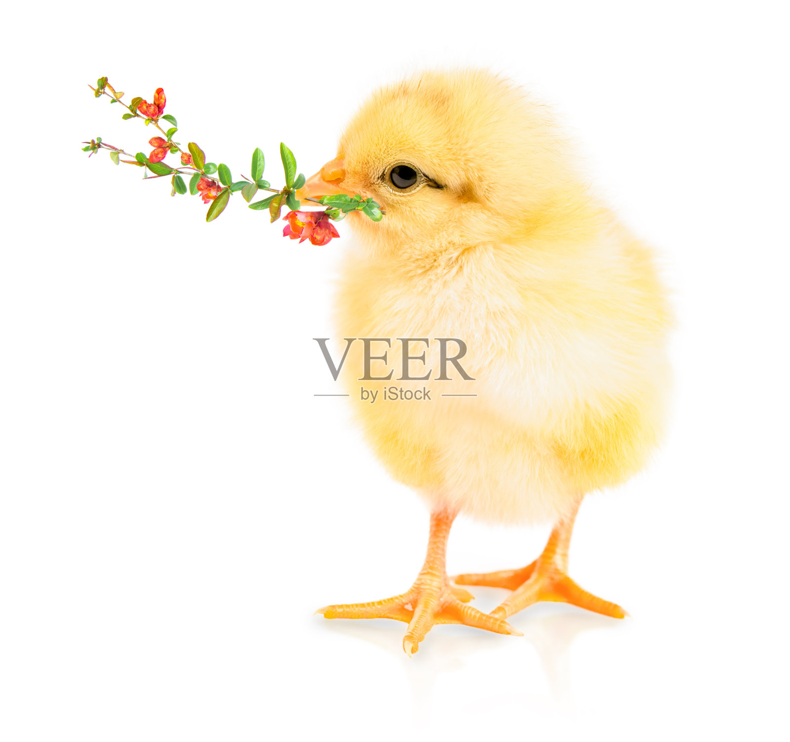 小鸡嘴里衔着开花的小树枝照片摄影图片