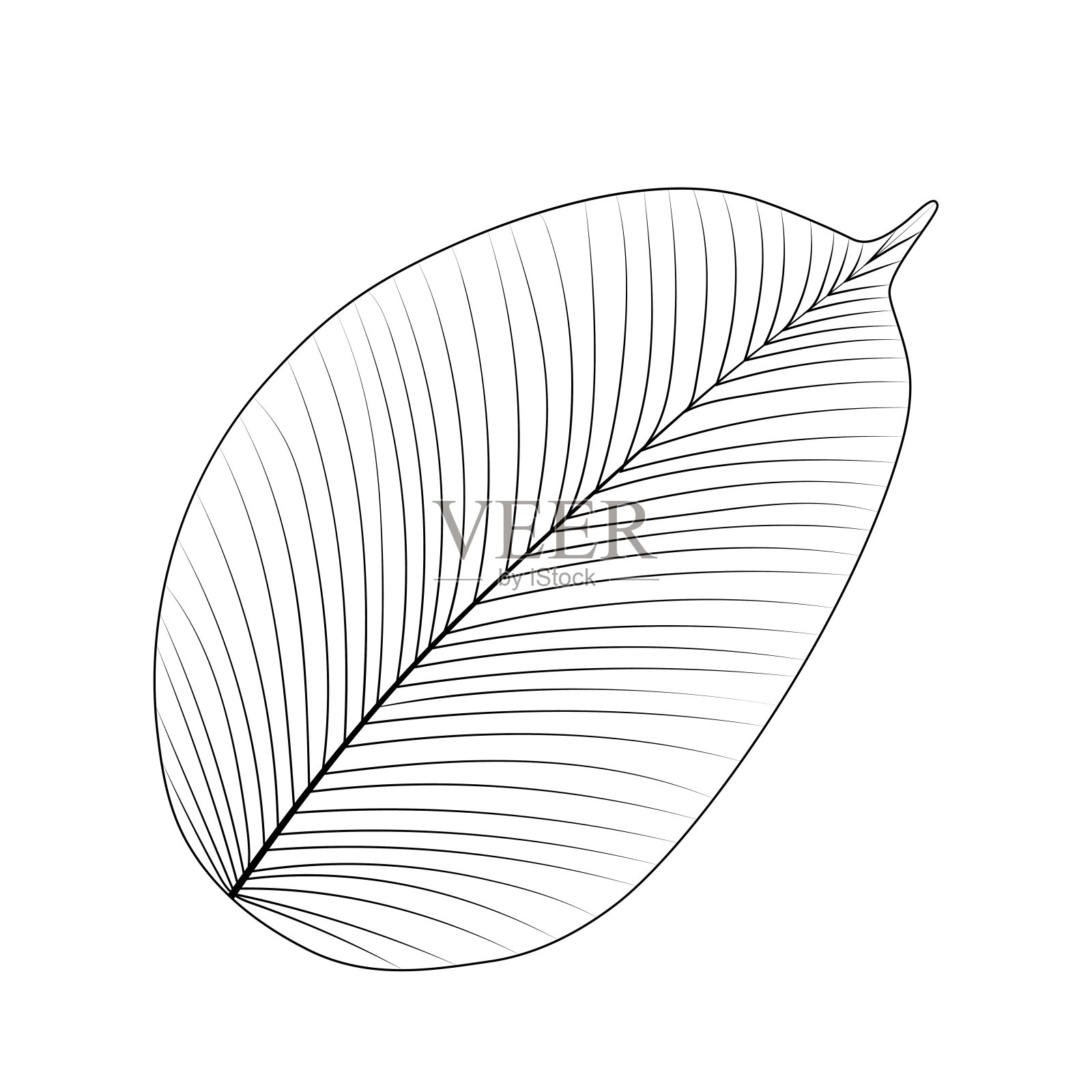 孤立在白色背景上的热带叶。矢量插图。插画图片素材