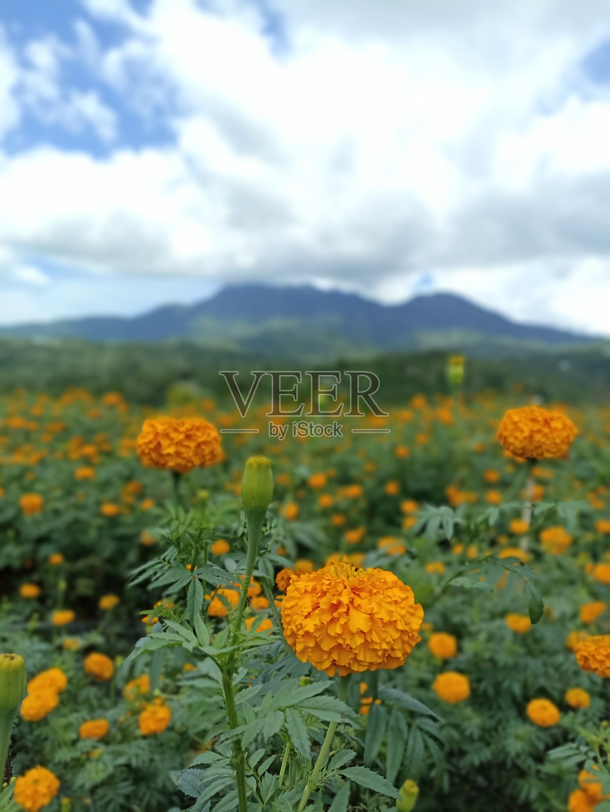 以山景为背景的万寿菊花园。照片摄影图片