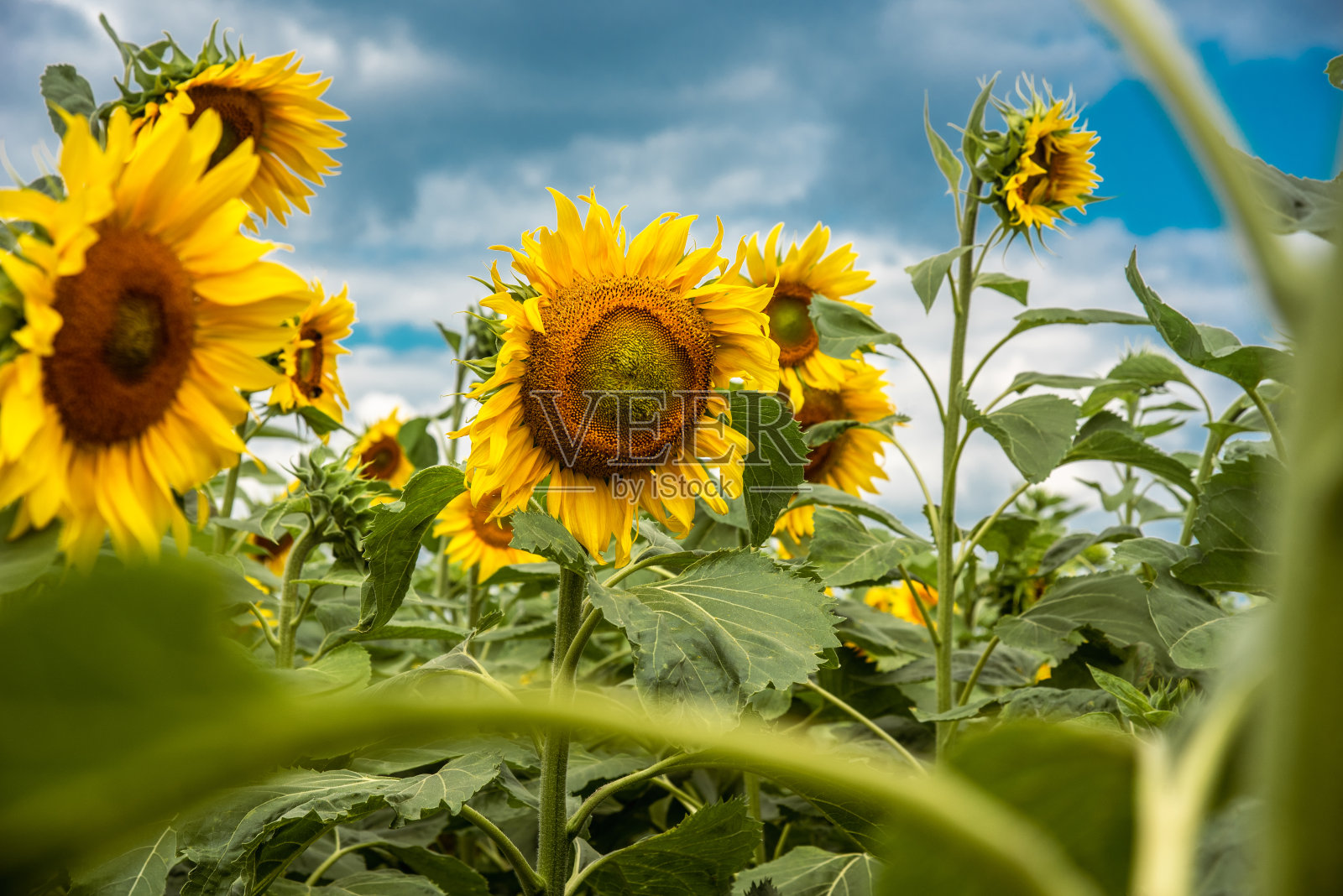 夏天在田野里生长的向日葵照片摄影图片