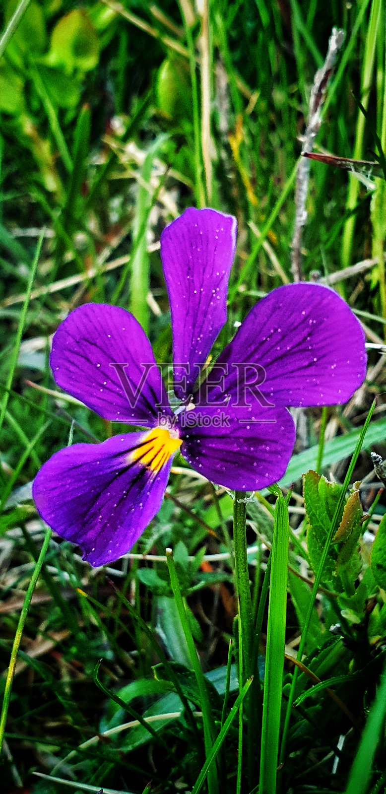 紫色的花照片摄影图片