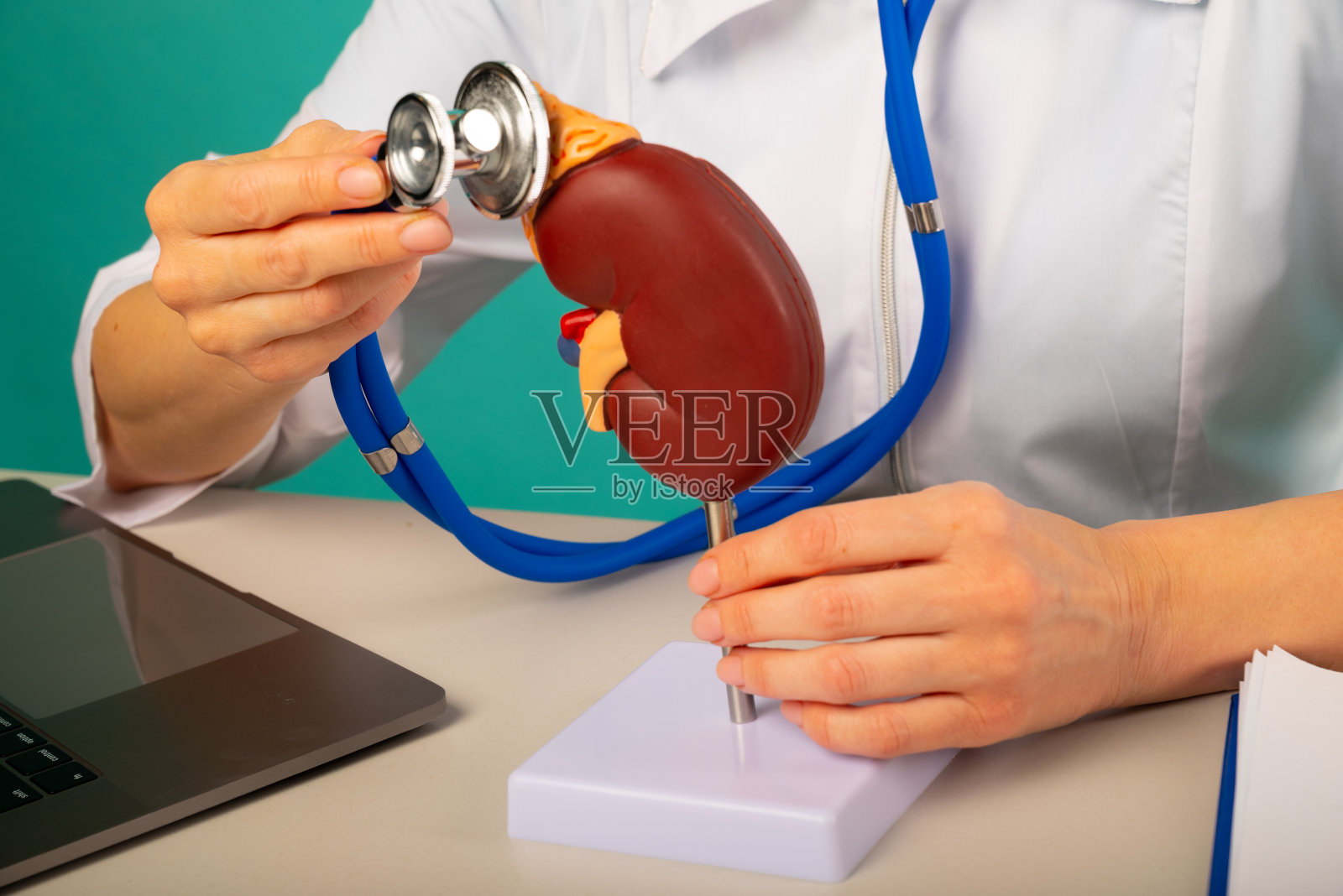 医生在他的办公室里拿着解剖肾模型和听诊器照片摄影图片