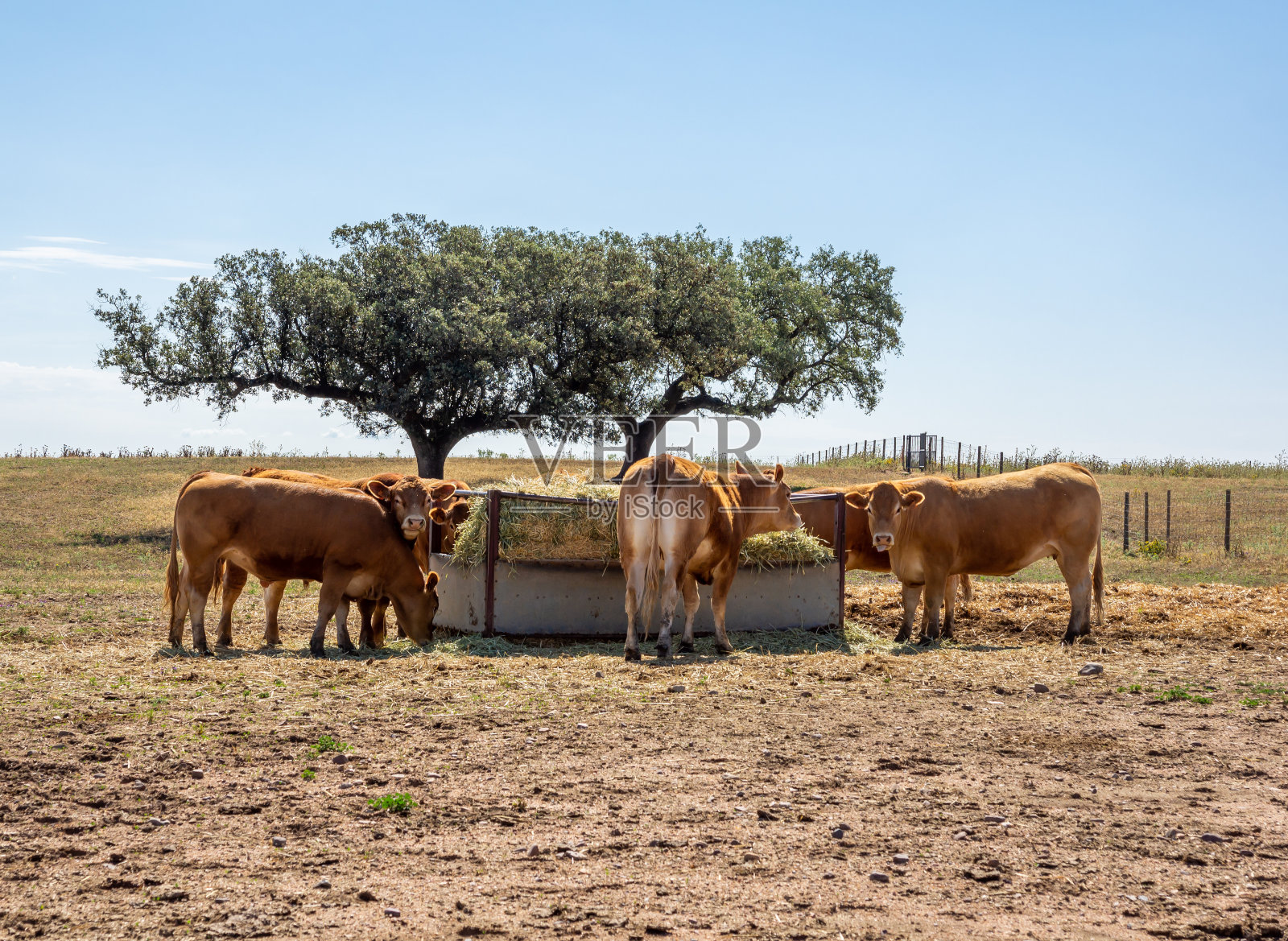 牛在食槽里吃干草，背景是一些霍尔姆橡树。照片摄影图片