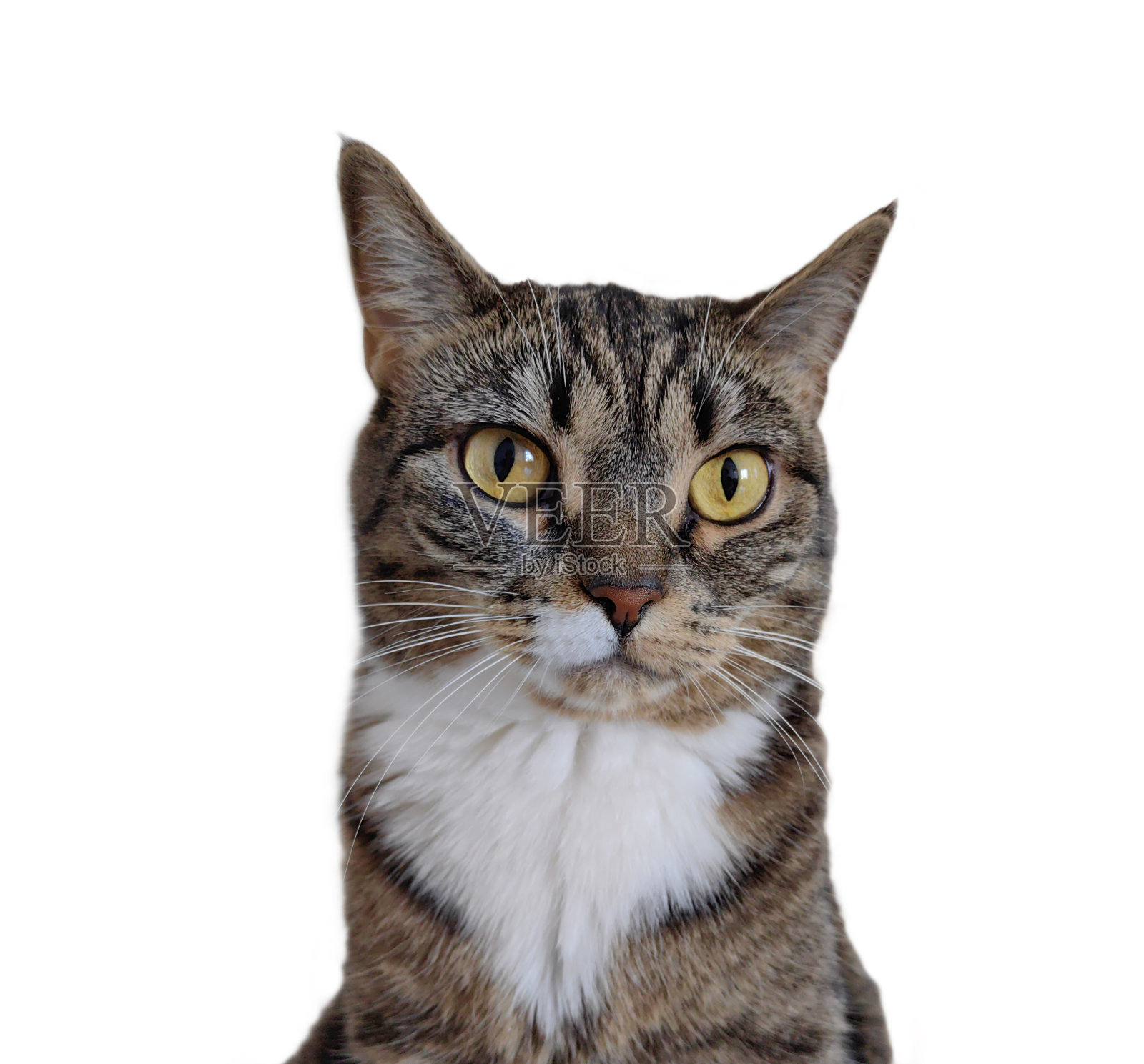 一只胸前有白色条纹的混血家猫，大大的眼睛直视着镜头。白色背景。照片摄影图片