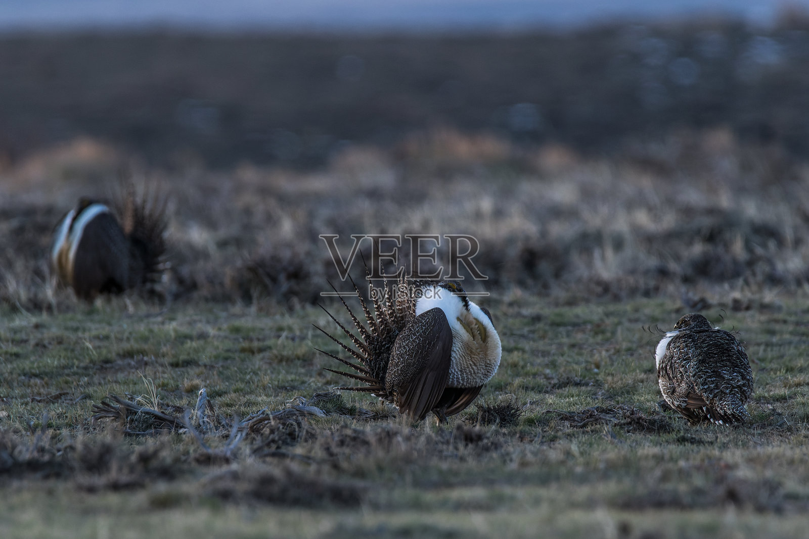 在繁殖地展示雄性艾草松鸡照片摄影图片