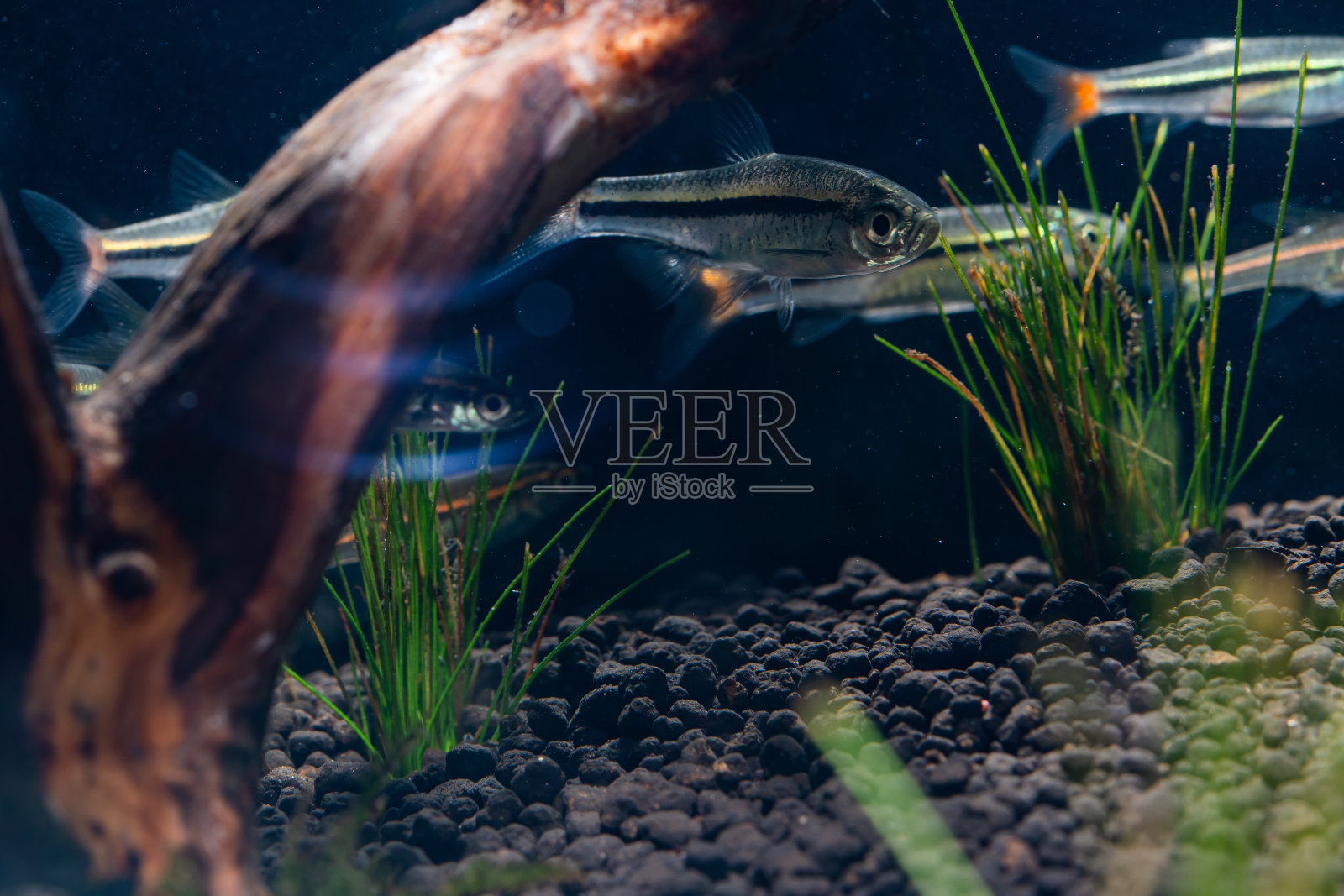 这是一条黑线拉博拉鱼，它是一种纳米鱼群，生活在环境的中上层照片摄影图片