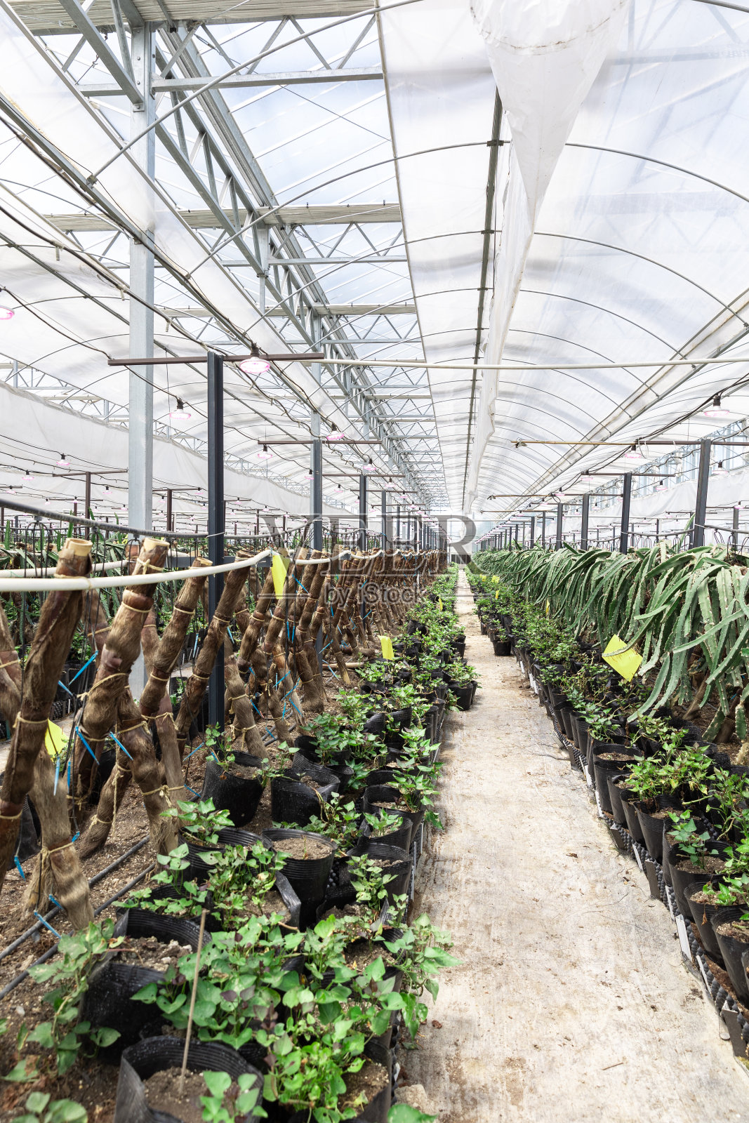 温室种植火龙果树照片摄影图片