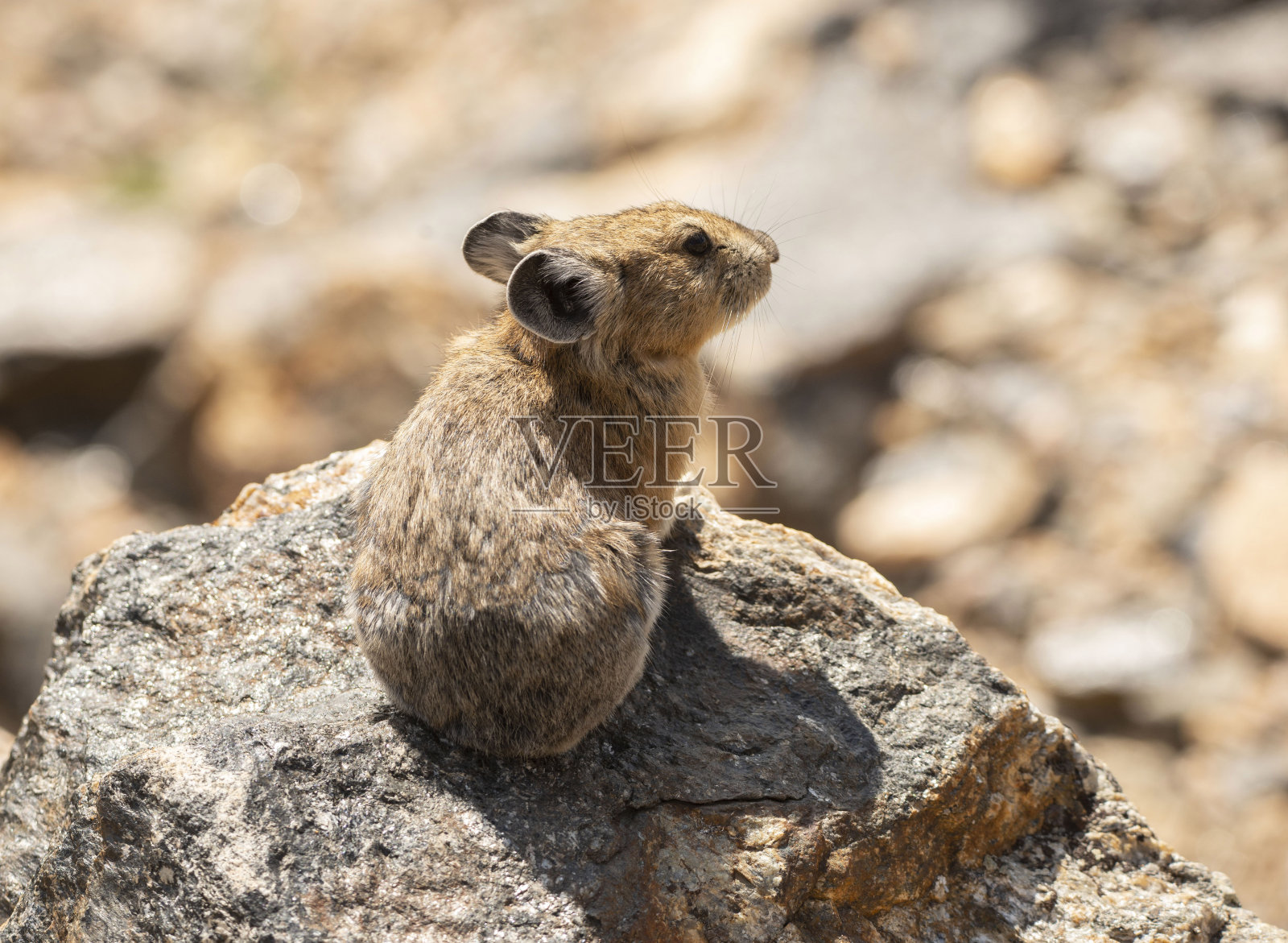 科罗拉多州落基山国家公园Trail Ridge的岩石上的鼠兔照片摄影图片