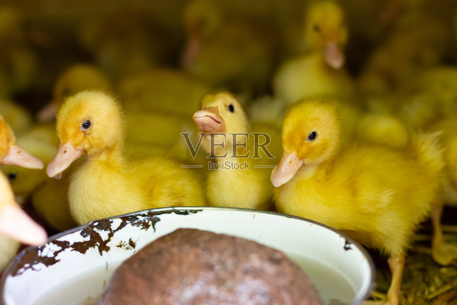 小鸭子在笼子里。小鸭子、小鹅成群地聚集在笼子里。照片摄影图片