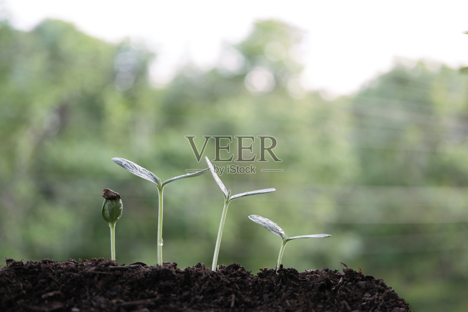 葫芦树植物发芽生长照片摄影图片