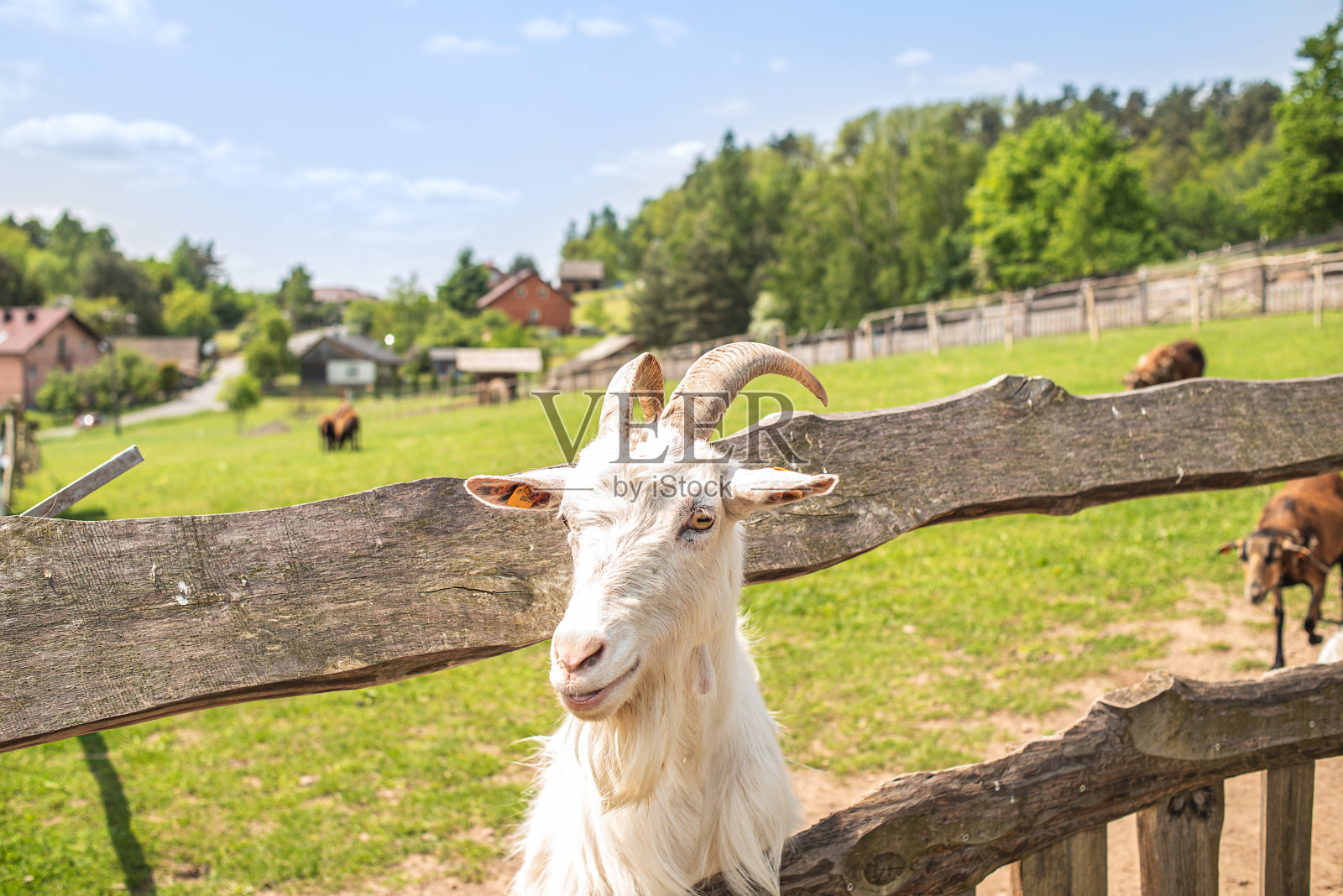 一只白色的山羊从栅栏后面向外张望，这是一只山羊的特写。照片摄影图片