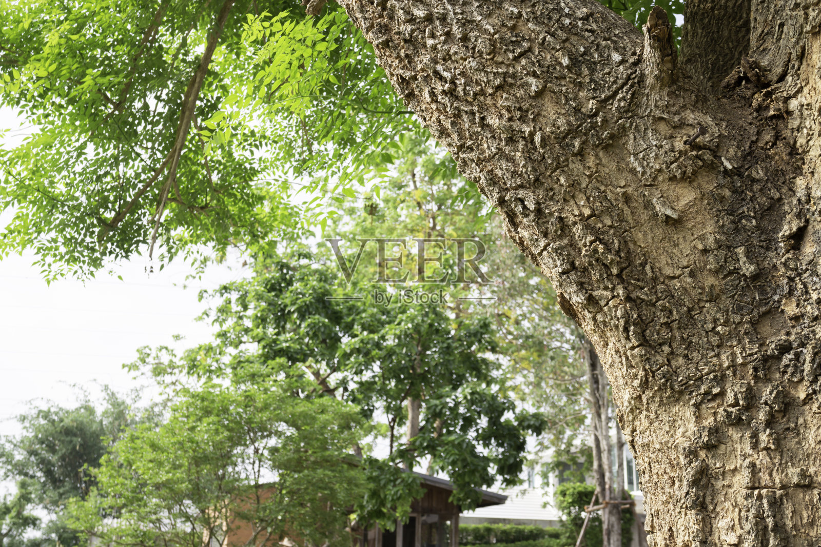 Tropical garden with amazing plants and flowers照片摄影图片