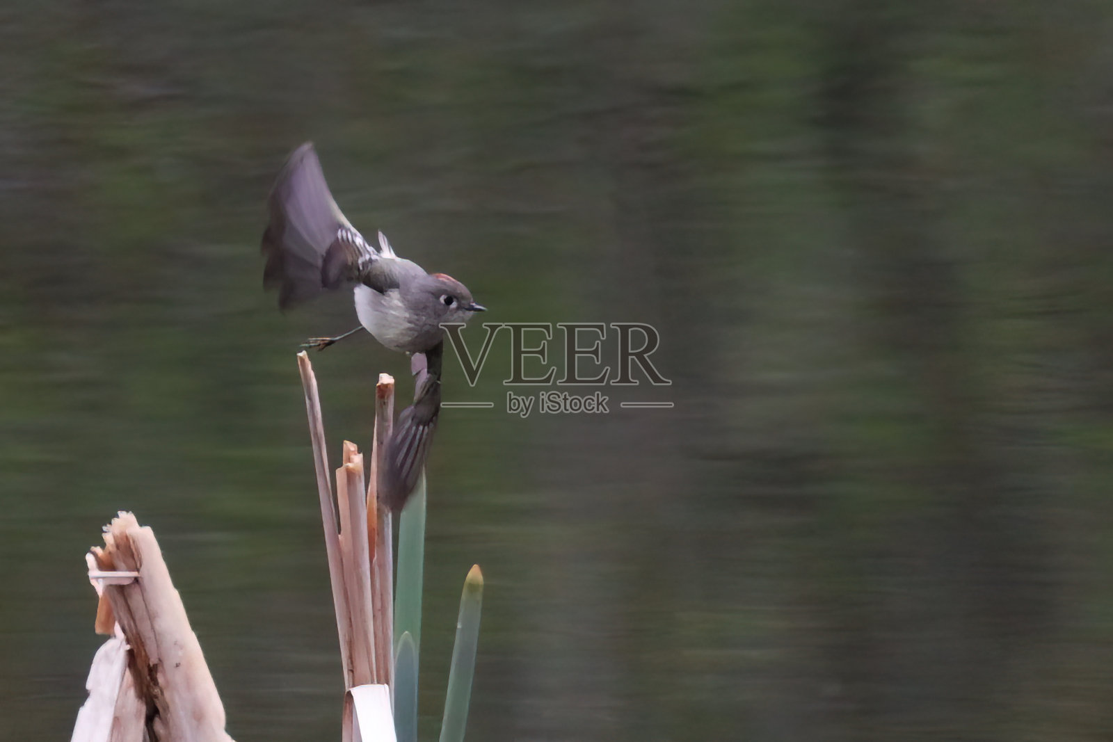 红宝石冠的小雀飞过池塘照片摄影图片