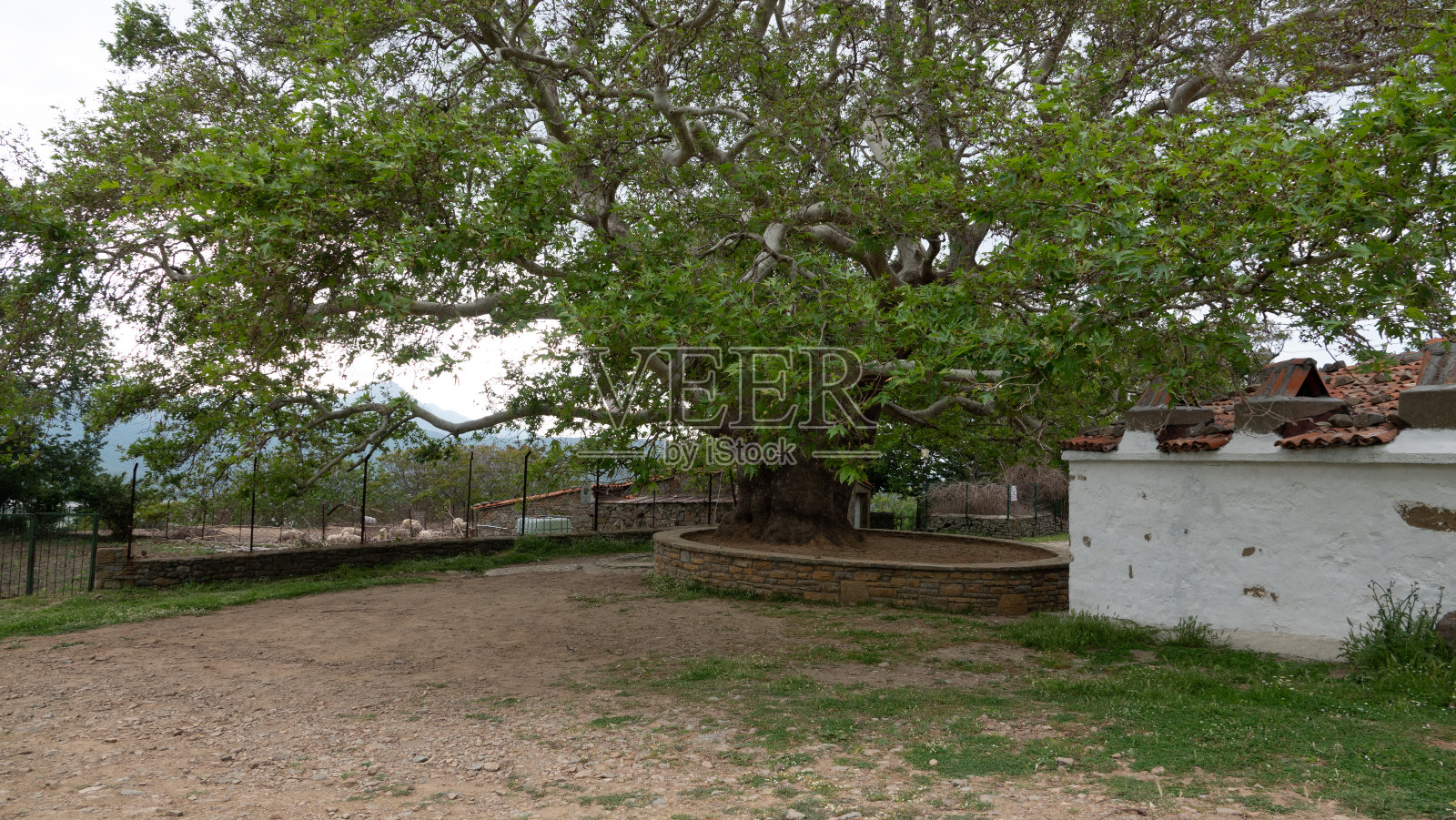 Gökçeada Old Bademli村的百年梧桐树照片摄影图片