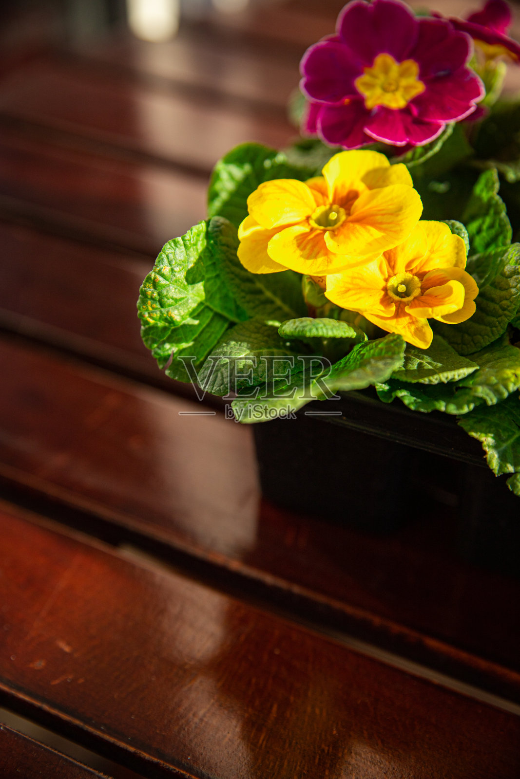 报春花在花盆里五彩缤纷，室外花园街花草木盛开美丽照片摄影图片