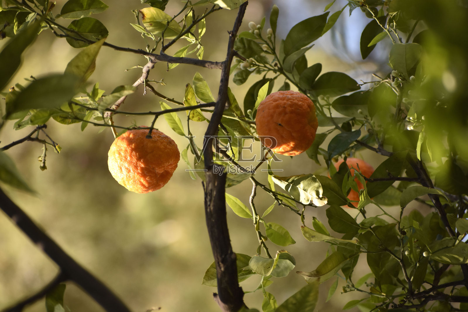 酸的橘子照片摄影图片