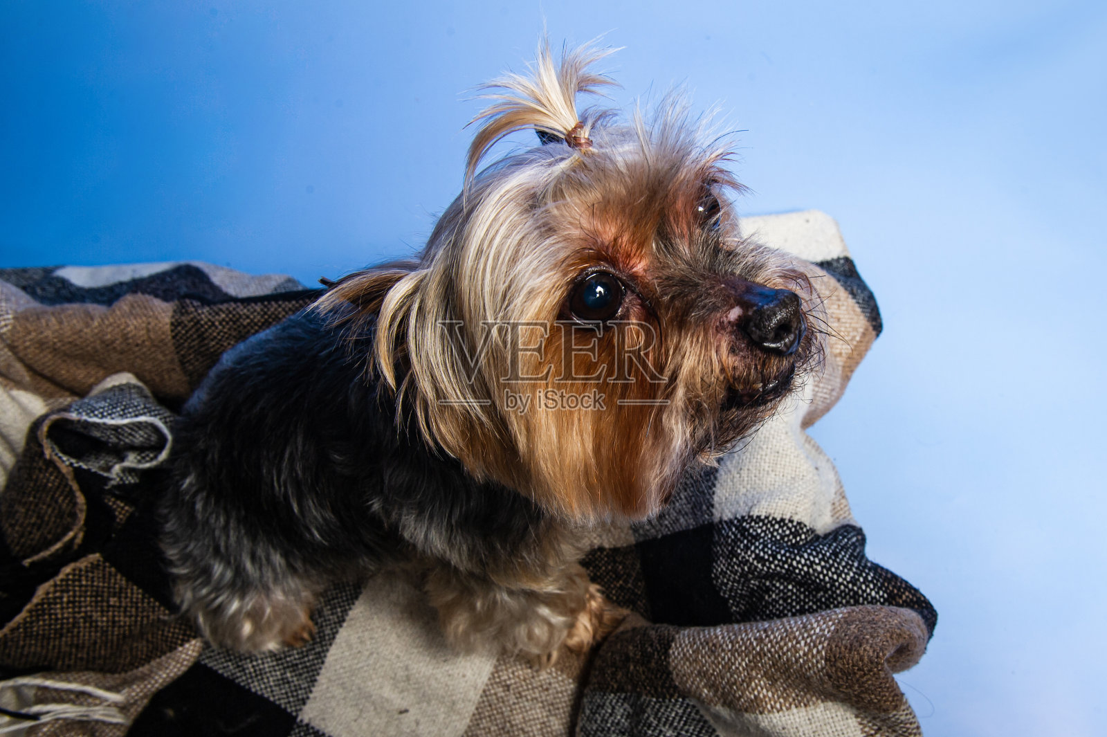 年轻的展览约克夏梗在工作室内部照片摄影图片