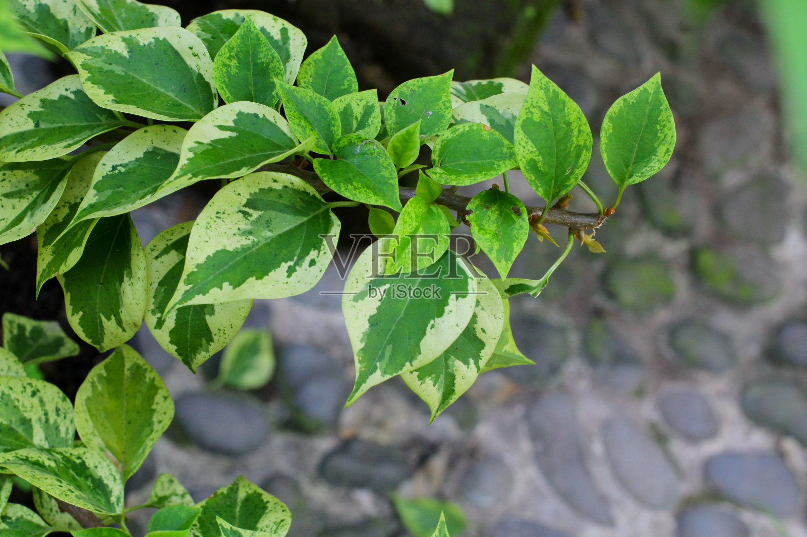 日惹,印尼;美丽的观赏植物照片摄影图片