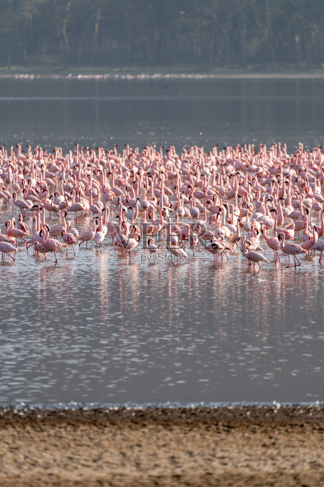 非洲肯尼亚纳库鲁湖国家公园的粉色火烈鸟照片摄影图片