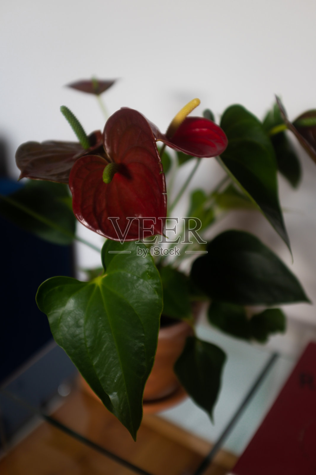 现代公寓里的鲜花照片摄影图片