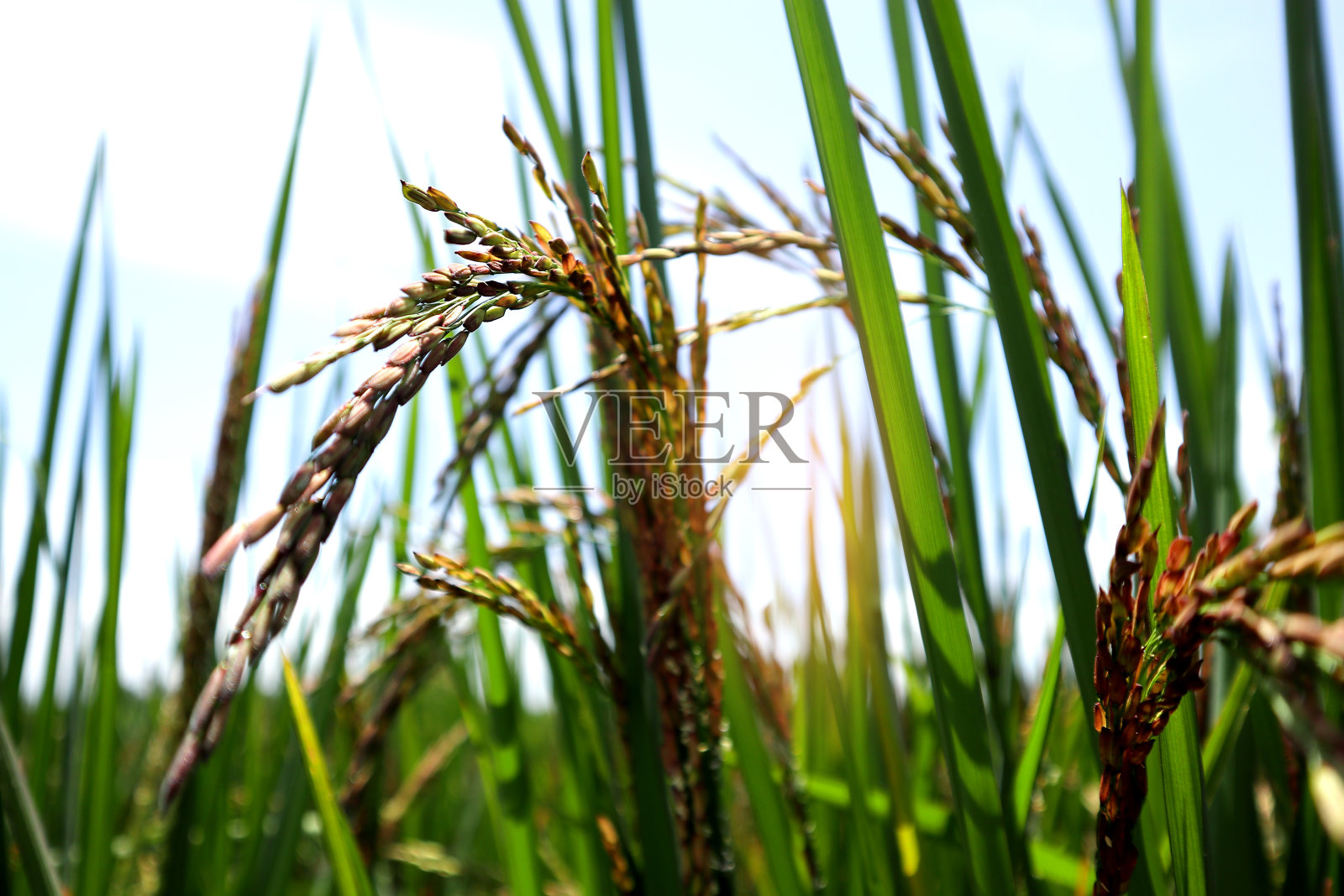 靠近茉莉花稻田，郁郁葱葱的绿叶和清晨的稻田，生稻穗照片摄影图片
