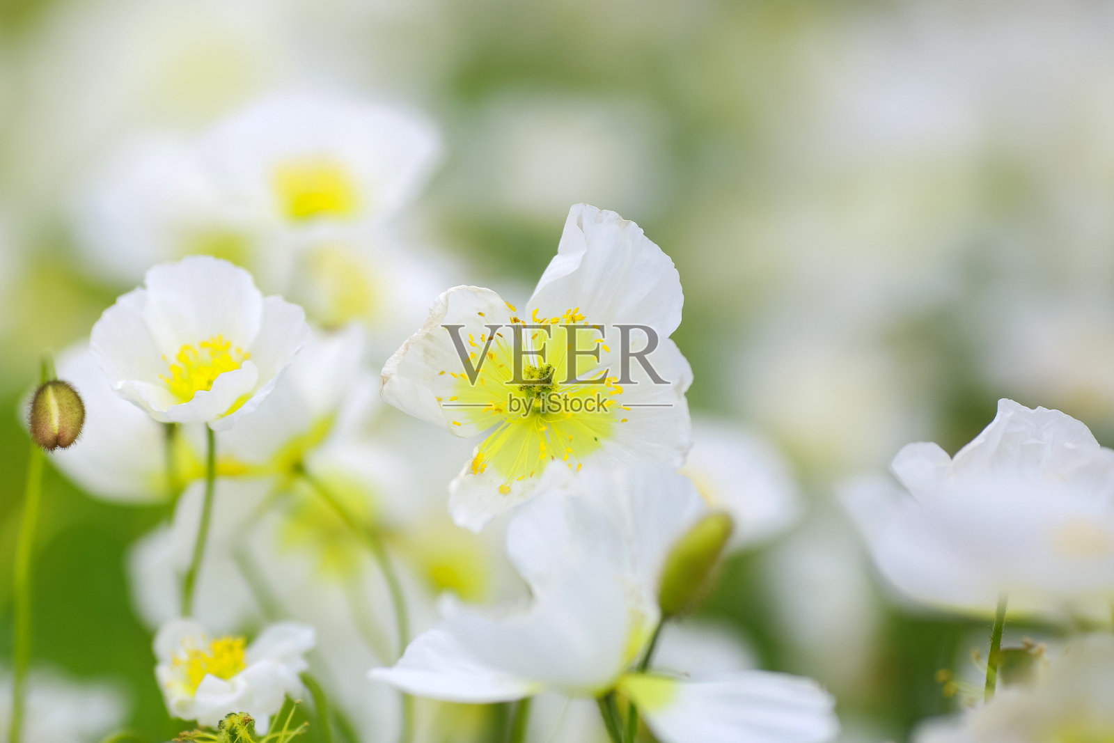 开花植物银莲花照片摄影图片