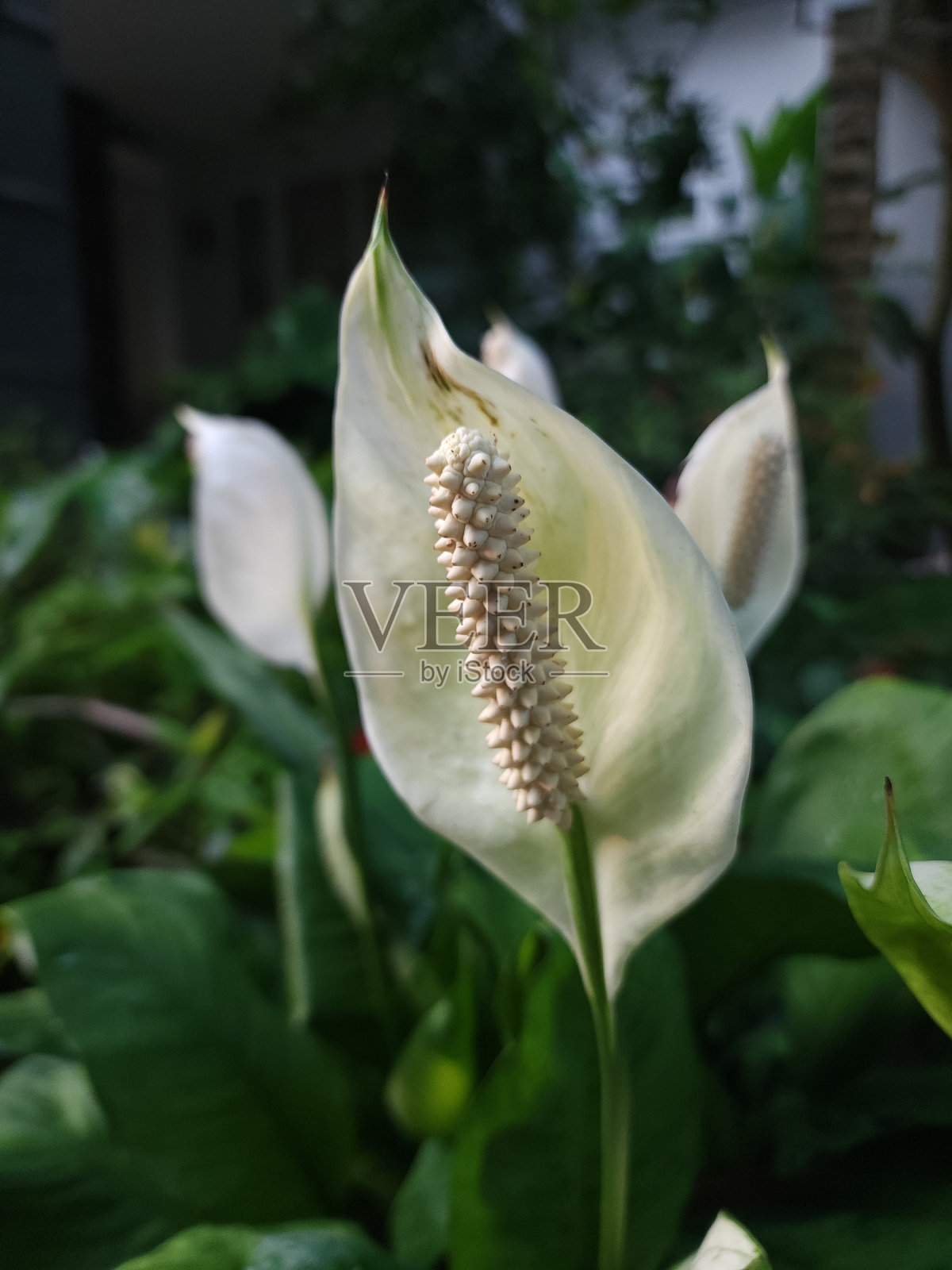 和平莲照片摄影图片