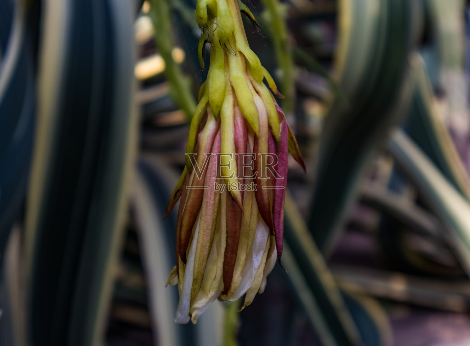 植物照片摄影图片