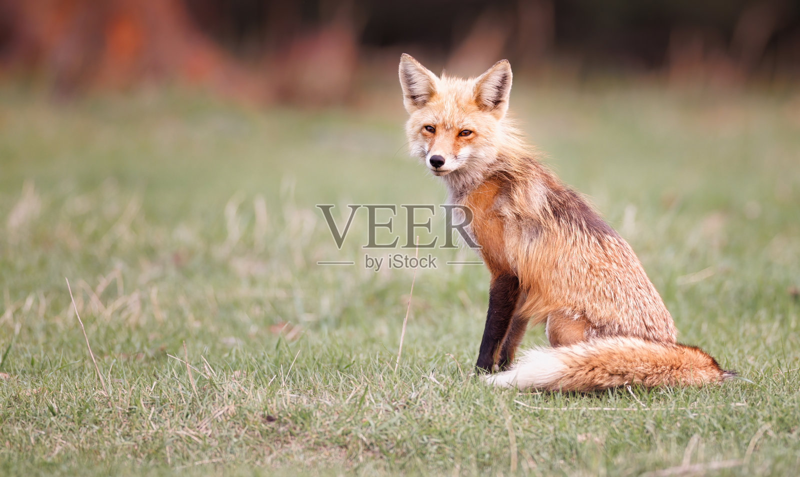 一只红色的狐狸从肩膀上看过去照片摄影图片