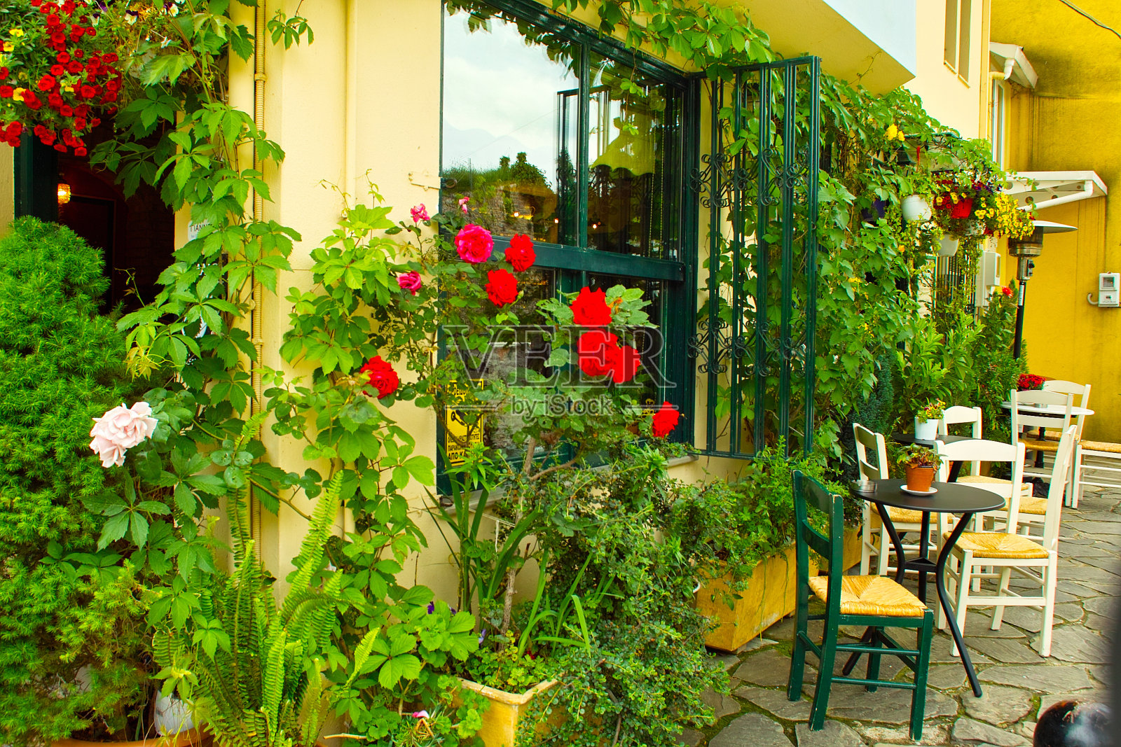 爱奥尼娜春天的红色花朵照片摄影图片