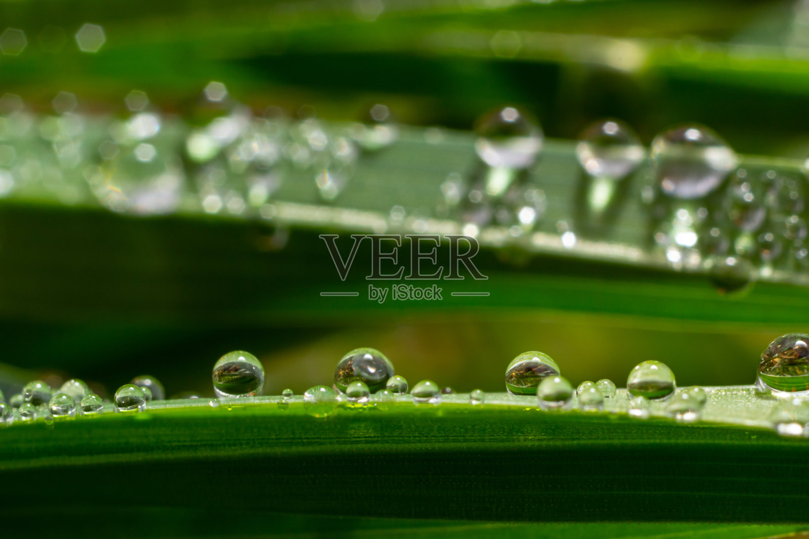 水滴在绿色的草地上。晨露，浇花。雨后叶子上的水珠。美丽的绿色背景，生态主题照片摄影图片