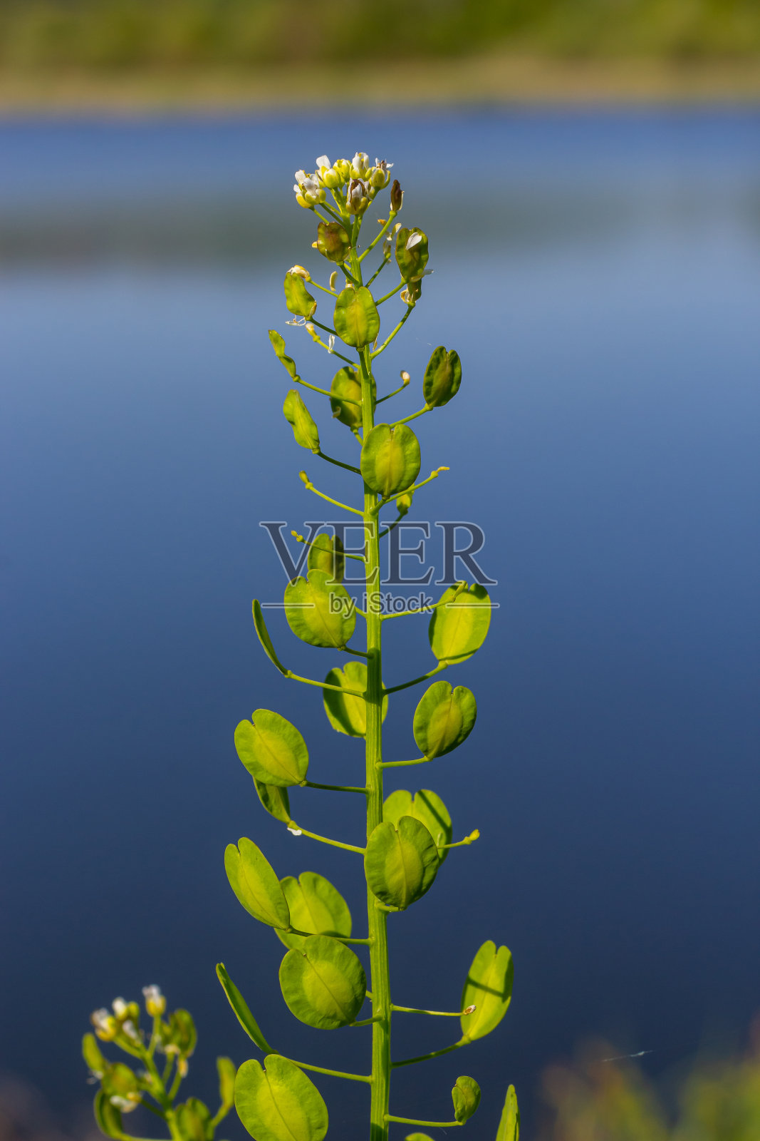 荠菜是一种用于制作沙拉的可食用植物。它们的种子有时被用作香料，主要用于肉类。在过去的几个世纪里，它几乎被遗忘了照片摄影图片