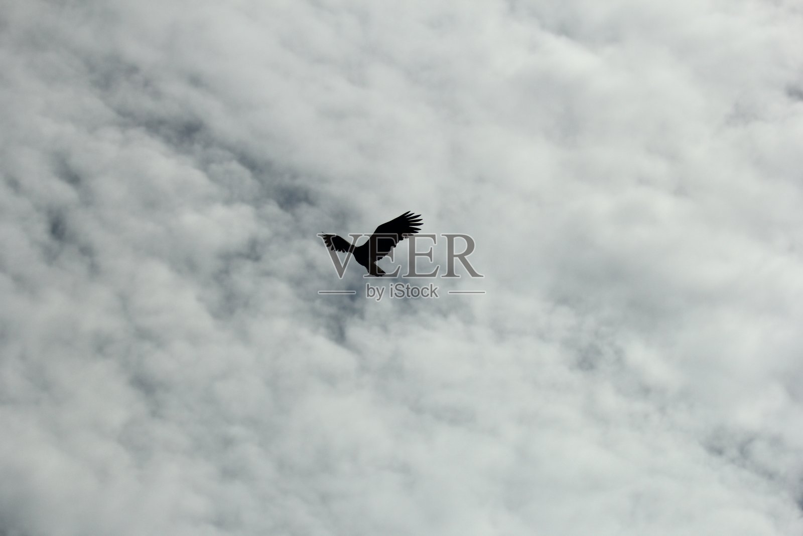 鸟儿在天空中飞翔照片摄影图片