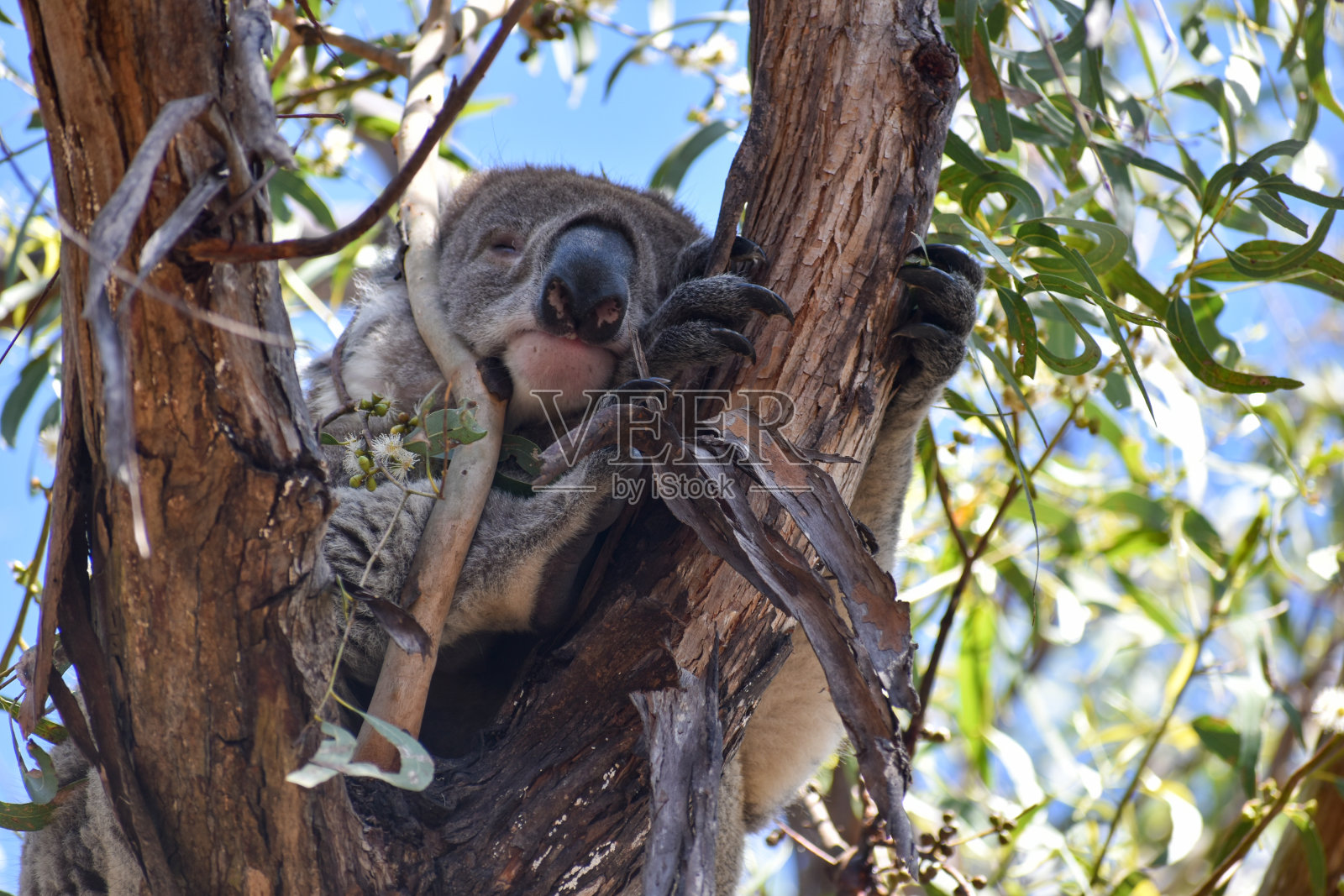 考拉照片摄影图片