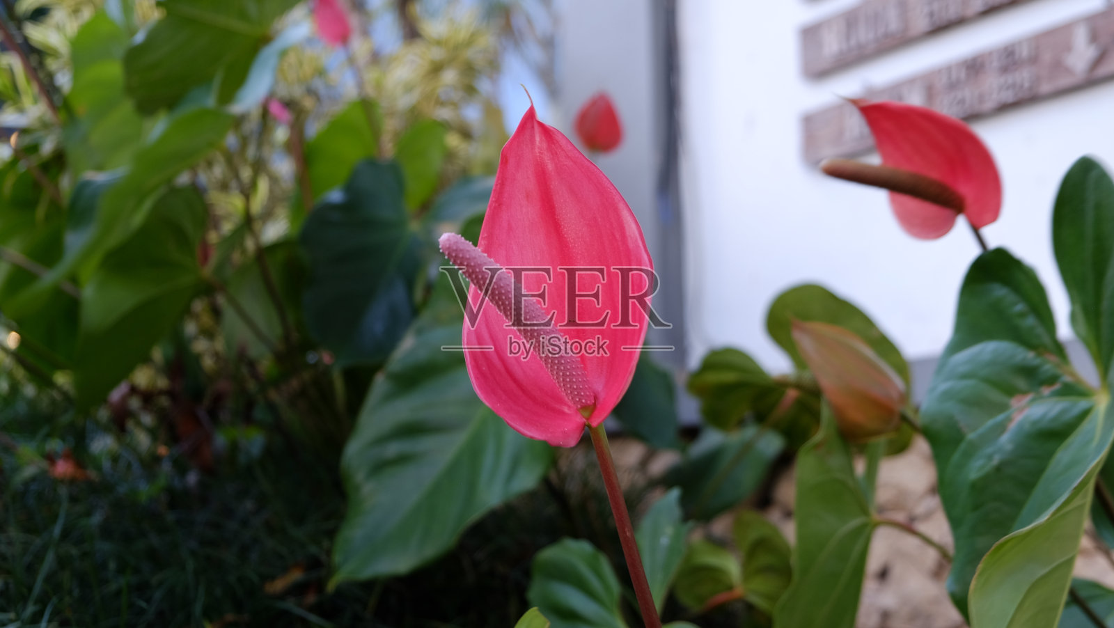 红掌花照片摄影图片