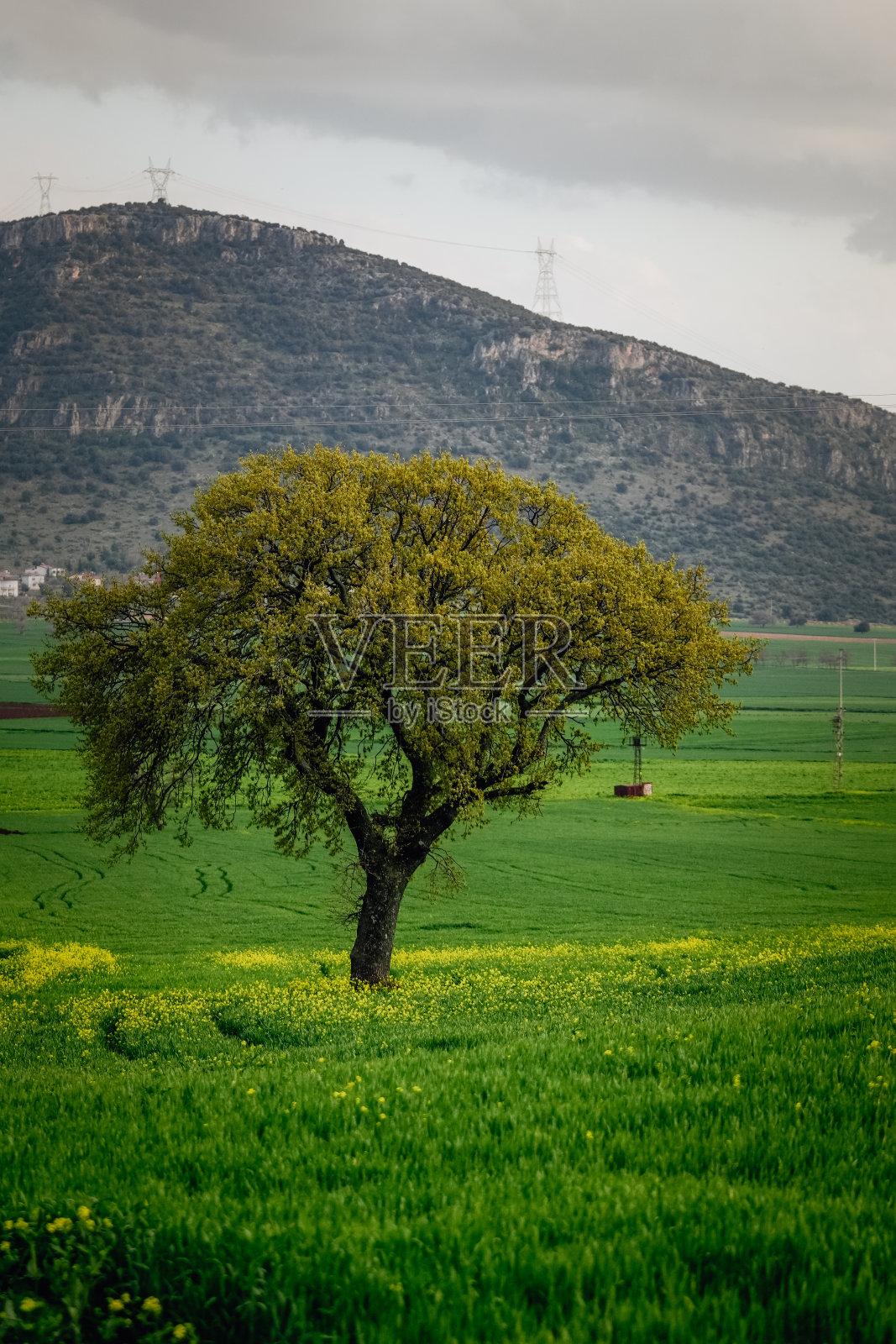 绿油油的田野环绕着kahramanmaraki春天，风景如画照片摄影图片