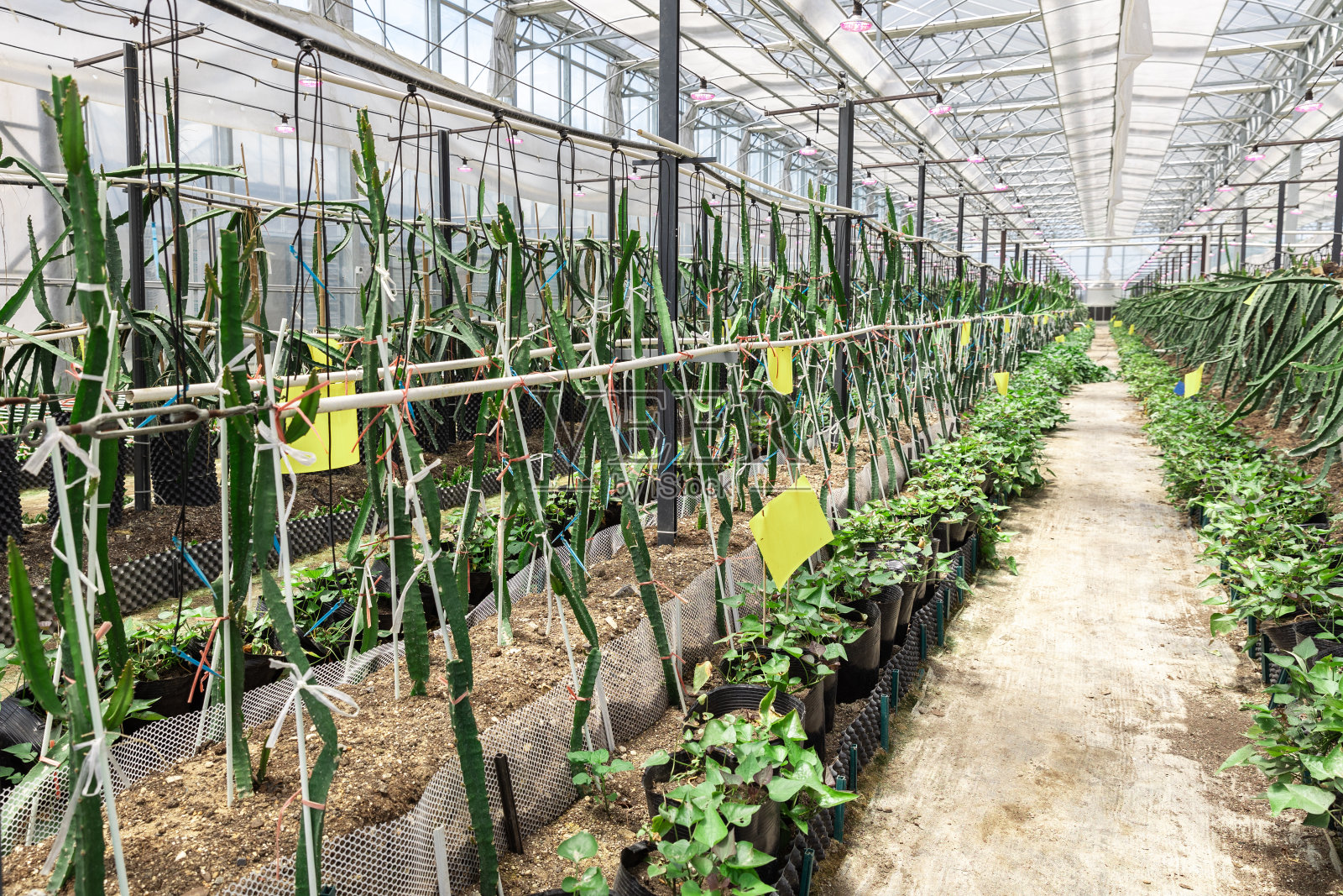 温室种植火龙果树照片摄影图片