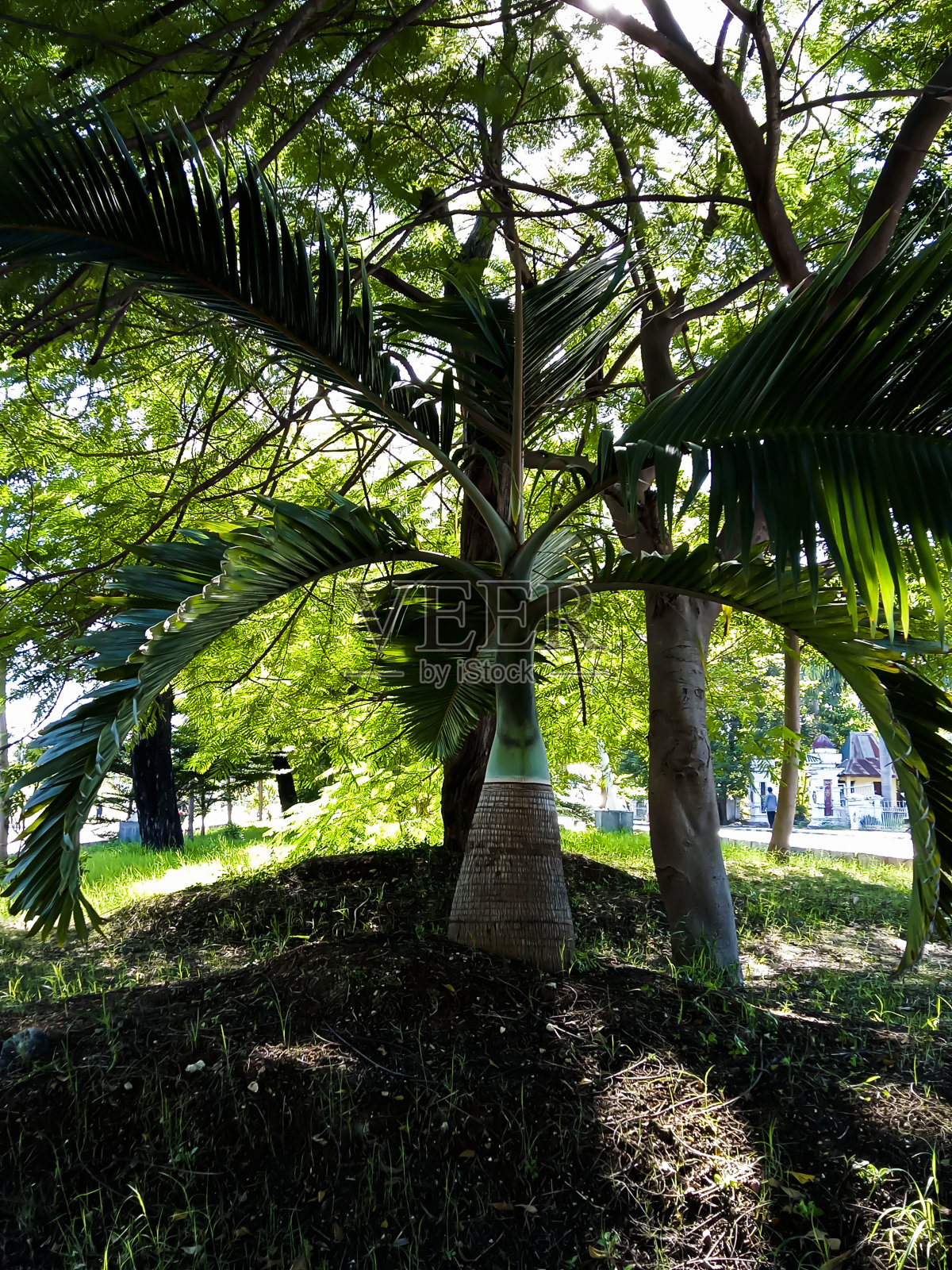 棕榈树和它的果实照片摄影图片