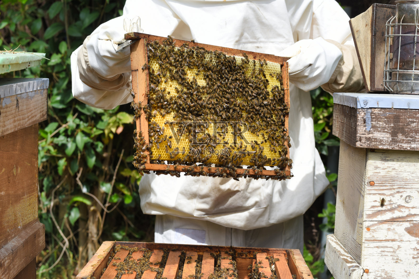 养蜂人在工作照片摄影图片