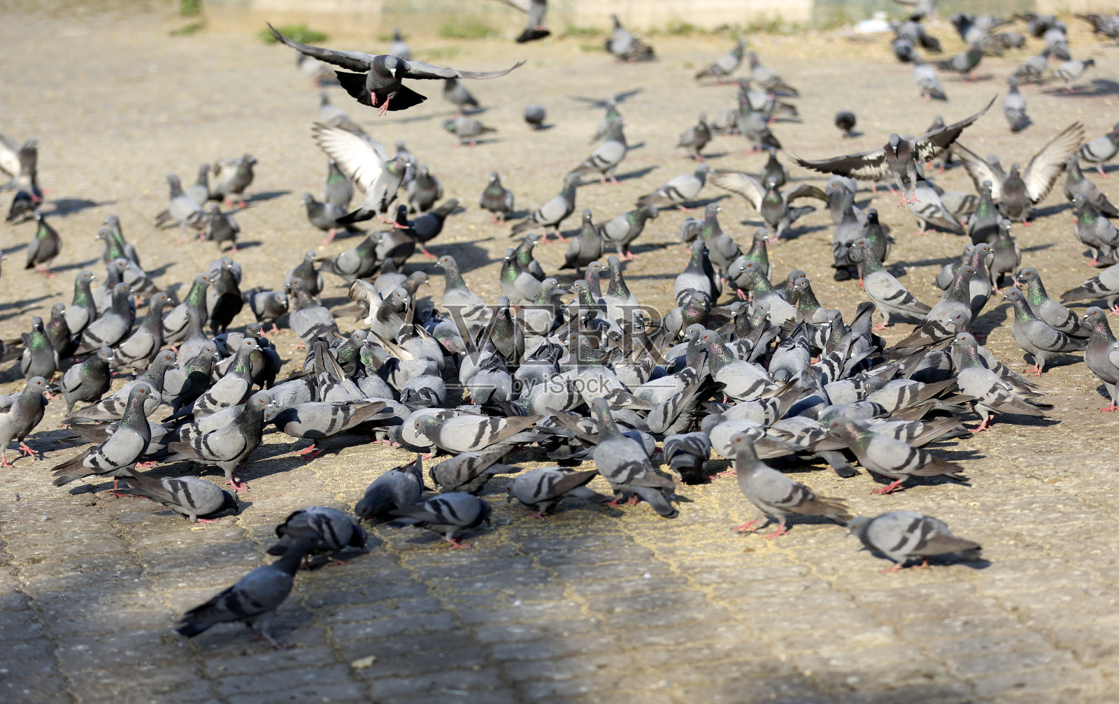鸽子群照片摄影图片