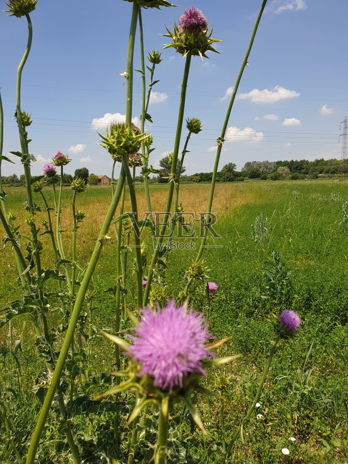 粉红色的花照片摄影图片