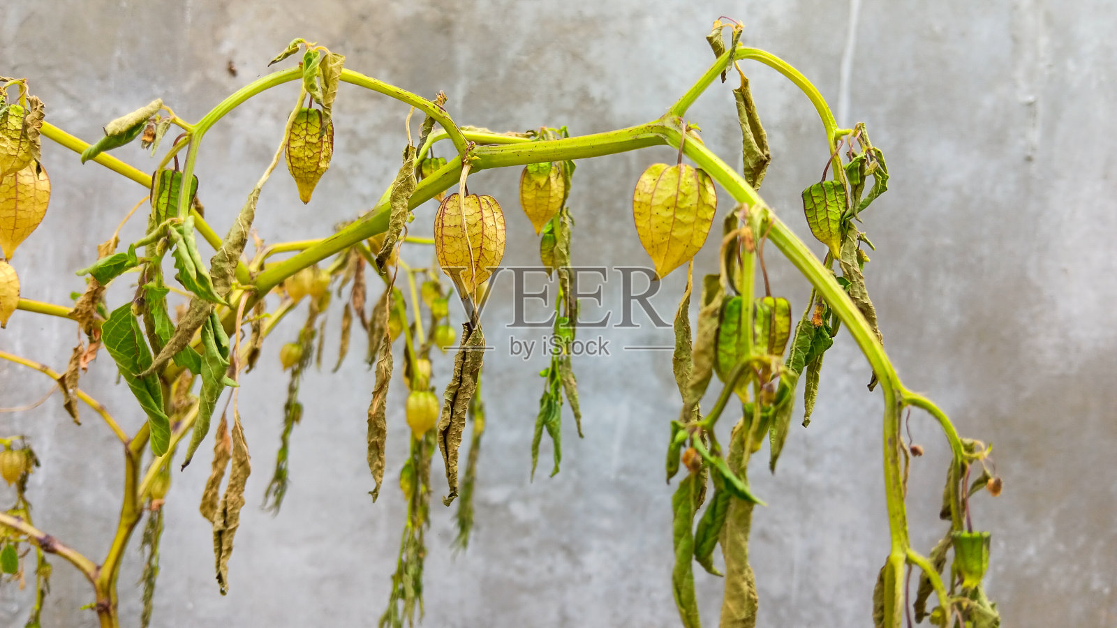 樱桃碎照片摄影图片