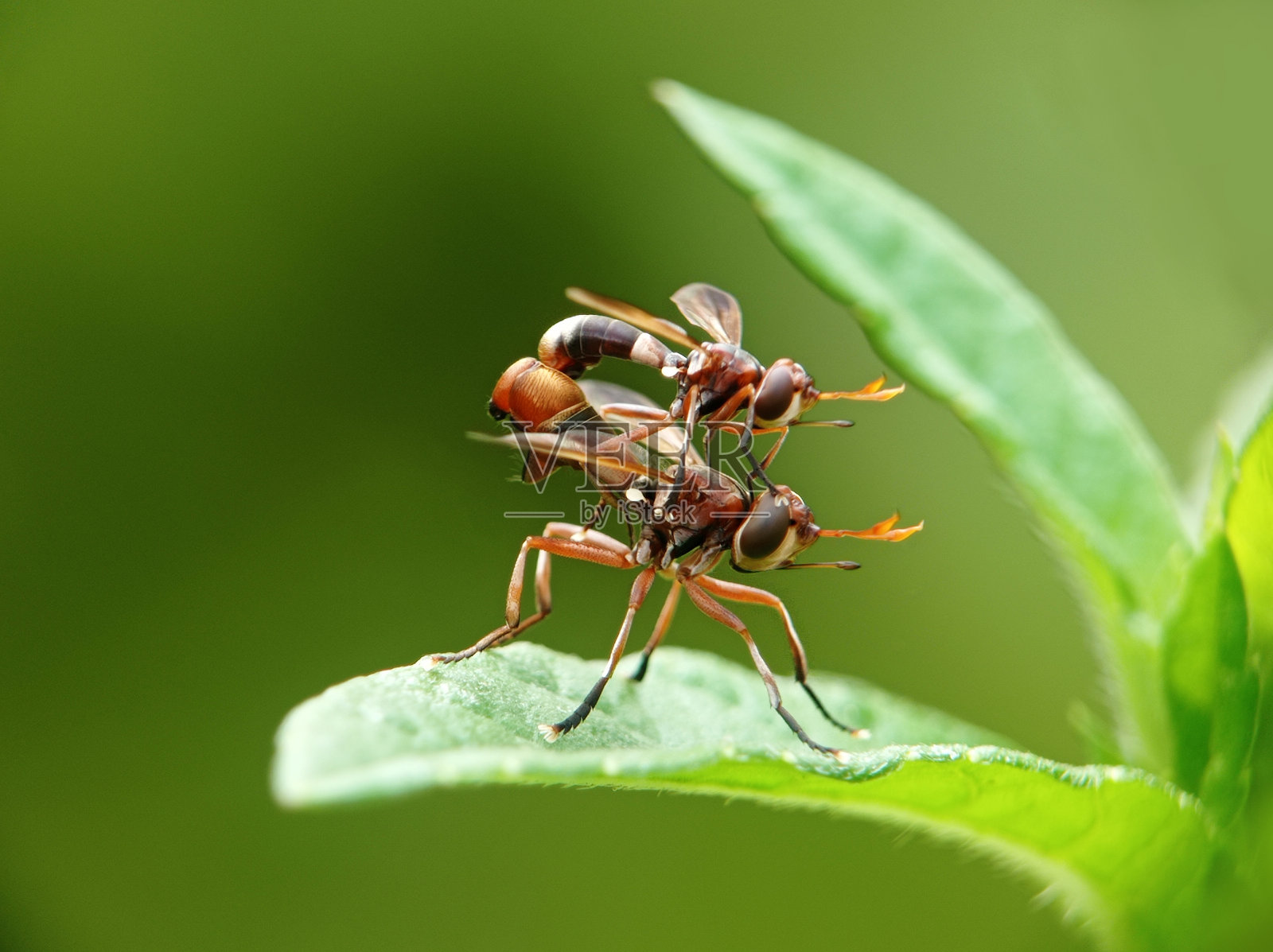 印度尼西亚人马座的交配性质照片摄影图片