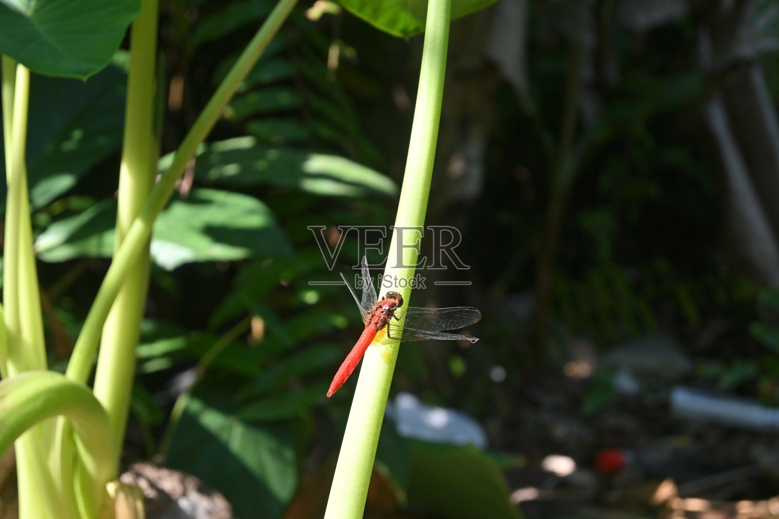 一只红色的蜻蜓栖息在一棵芋头上。照片摄影图片
