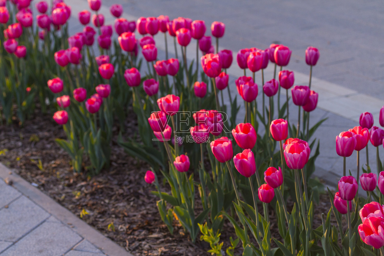 花坛里的粉色郁金香照片摄影图片