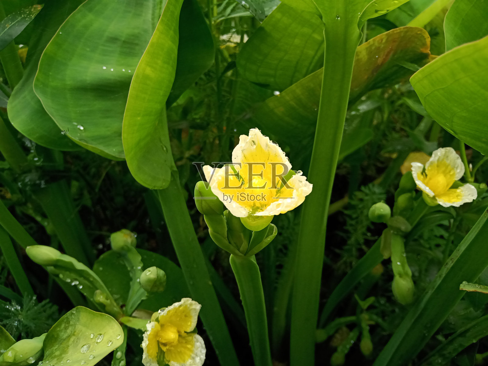 sundanese的Limnocharis flava或genjer照片摄影图片