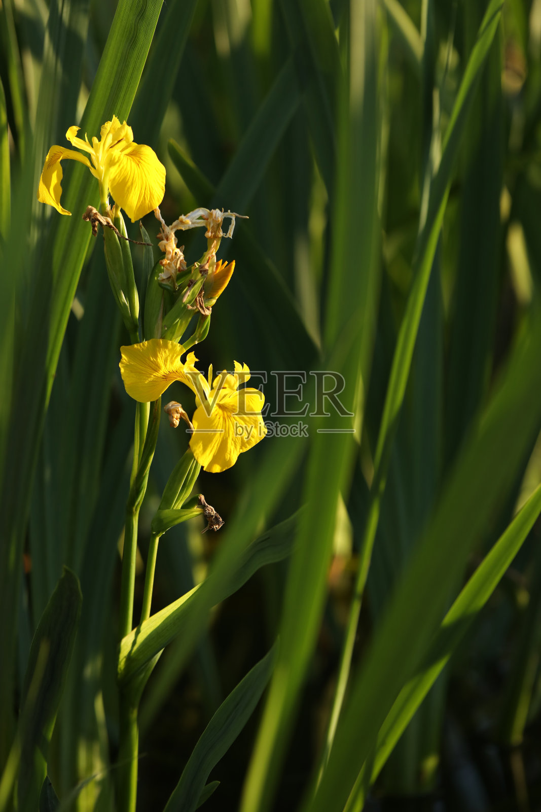 花园里的黄鸢尾花照片摄影图片