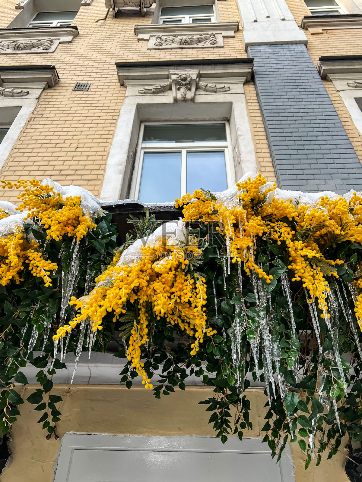 盛开的含羞草上有冰柱。冬天对春天照片摄影图片